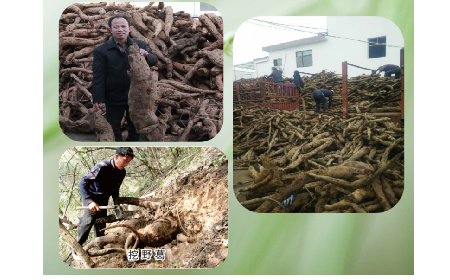 一勺野生葛根粉里的「古今對(duì)話」，從古籍記載到現(xiàn)代餐桌的清涼傳承