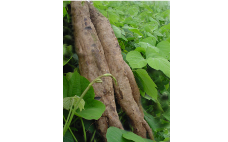 吃了這么多年的野生葛根粉，你吃對(duì)了嗎？