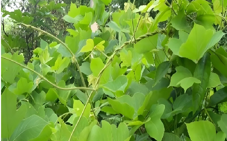七夕寵妻狂魔就選它！二月風(fēng)雙有機(jī)野生葛根粉，健康又有文化味 