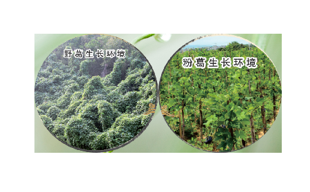 高學(xué)歷養(yǎng)生黨親測：這款雙有機野生葛根粉，憑什么成日常優(yōu)選？?