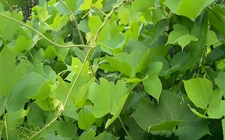 《趙家葛坊》：一株葛藤背后的文明史詩(shī)與文化回鄉(xiāng)