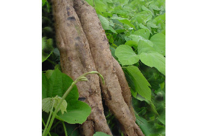 長(zhǎng)期吃葛粉是養(yǎng)生還是傷身？科學(xué)解讀它的三大益處，讓你吃得更明白！