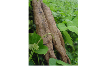 正宗的野生葛根粉，本質是淀粉嗎？探秘千年本草中的自然饋贈