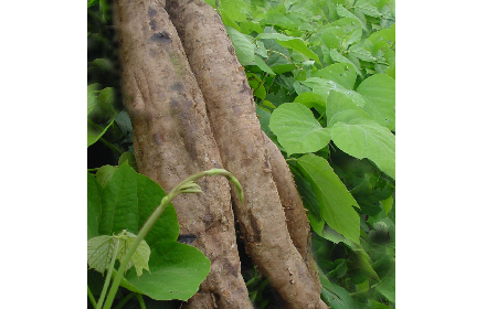 葛粉是什么？解鎖這份藏著千年文化與養(yǎng)生智慧的天然食材